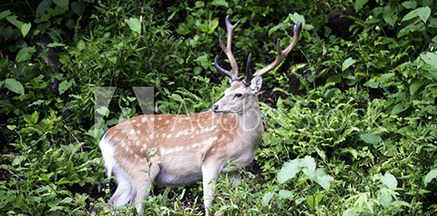 蝦夷鹿のイメージ